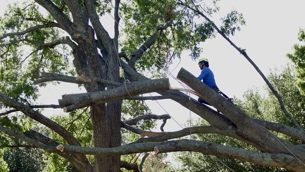 Professional Hazardous Tree Removal performed by certified arborists in Pansey